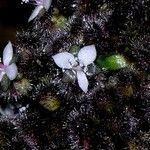 Floscopa robusta Hábito