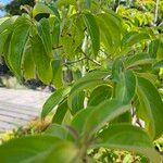 Cornus capitata Leaf