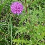 Cirsium vulgareFlor