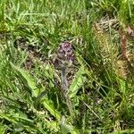 Pedicularis cenisia Flower