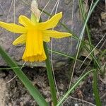 Narcissus minor Fleur