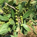 Euclea natalensis Frukto