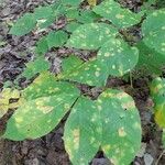 Aralia nudicaulis Folio