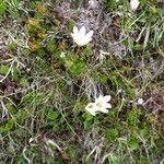 Gagea serotina Fula