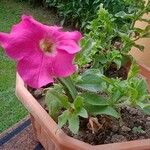 Petunia × atkinsiana Altro