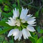 Cephalanthera longifolia Flower