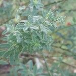 Genista tinctoria List