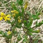 Genista germanica Buveinė