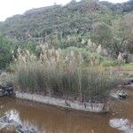 Cortaderia selloana Blatt