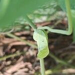Aristolochia cymbifera Други