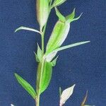 Ludwigia decurrens Άλλα