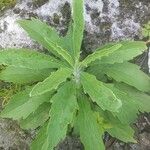 Erigeron canadensis Leaf