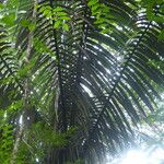 Oenocarpus bataua Leaf