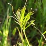 Vicia parviflora Fuelha