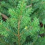 Picea omorika ഇല