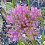 Allium angulosum Цвят