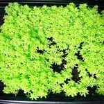 Sedum japonicum Hábito