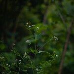 Bidens pilosa Habit