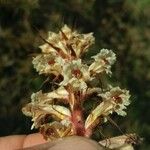 Orobanche amethystea 花