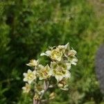 Anticlea elegans Blüte