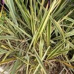 Phormium tenax Fuelha