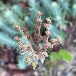 Petrosedum rupestre Fleur