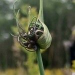 Allium oleraceum Fruit