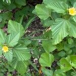 Malvastrum coromandelianumΛουλούδι