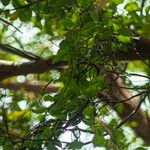 Gymnema sylvestre Vivejo