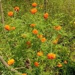 Tagetes erecta 整株植物