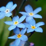 Myosotis sylvatica Květ