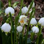 Leucojum vernum Çiçek