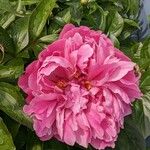 Paeonia lactifloraFlor