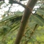 Mimosa pigra 樹皮