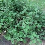 Pelargonium tomentosum Habitus