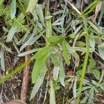 Gentianopsis thermalis Leaf
