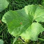 Petasites paradoxus Blad