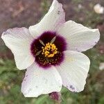 Hibiscus trionumFleur