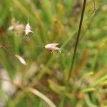 Agrostis mertensii