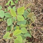 Rhynchosia sublobata पत्ता