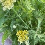 Achillea filipendulinaBlomma