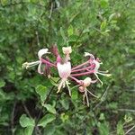 Lonicera etruscaফুল