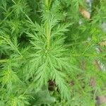 Artemisia annua পাতা