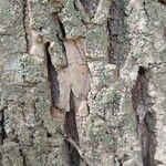 Fraxinus pennsylvanica Bark