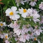 Nemesia strumosa Lorea