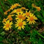 Senecio squalidusFloare