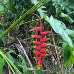 Heliconia rostrata Çiçek