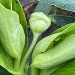 Helleborus foetidus Flor