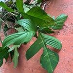 Philodendron pedatum Feuille