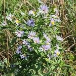 Symphyotrichum puniceum 花